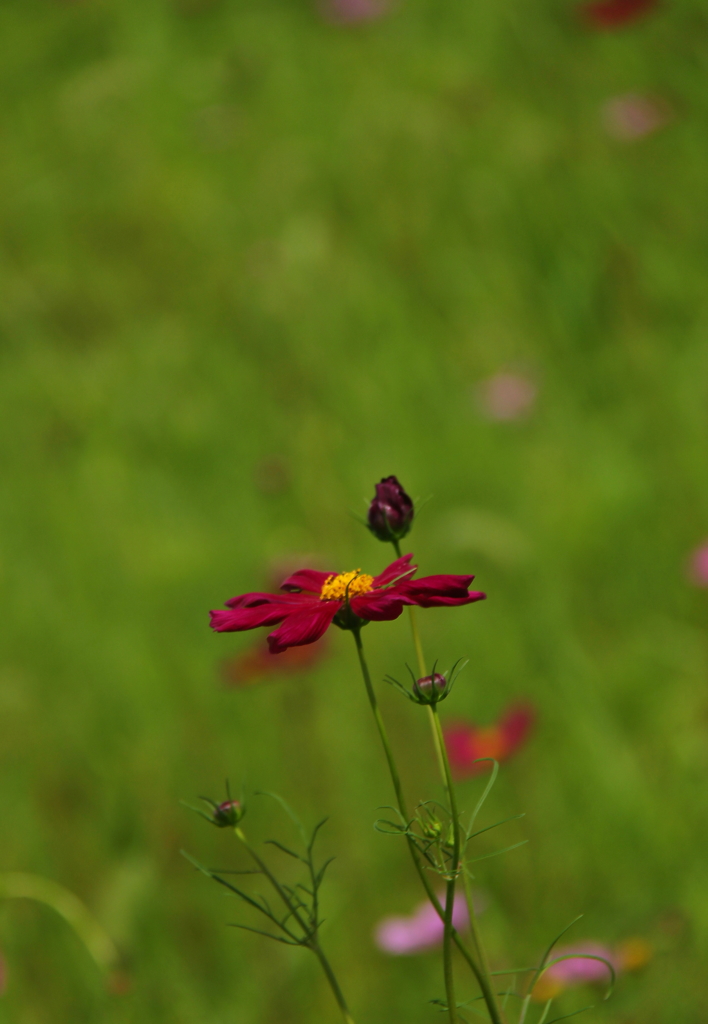 コスモスが咲いたよ♪