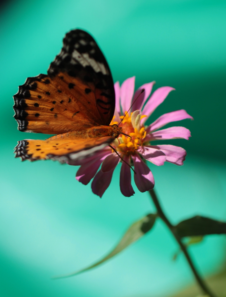 蝶さんのお気に入り~♪