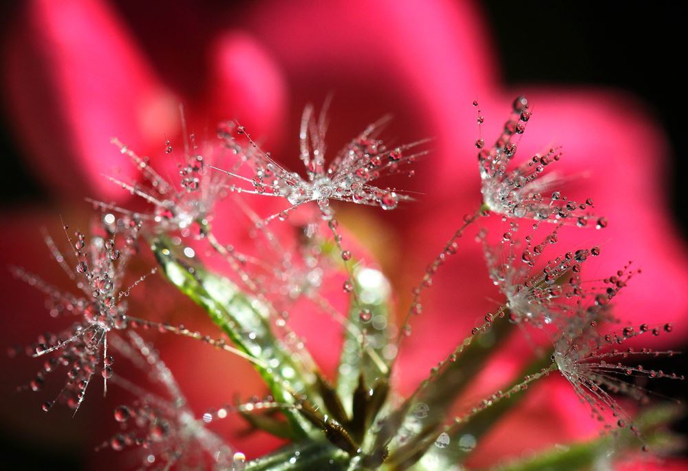 花火のように・・・！