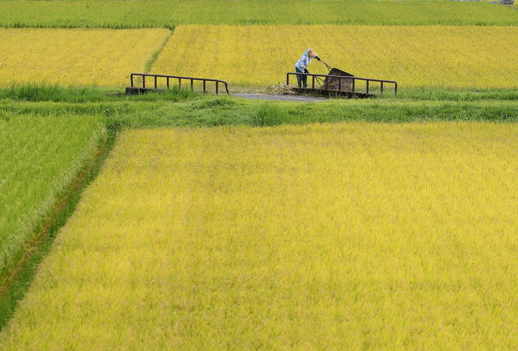 稲刈りも近い