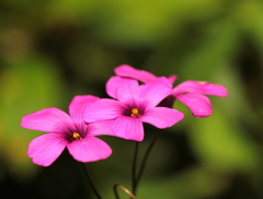 小さくても元気を与えてくれる花