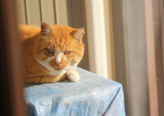 おいらも仲間にして！