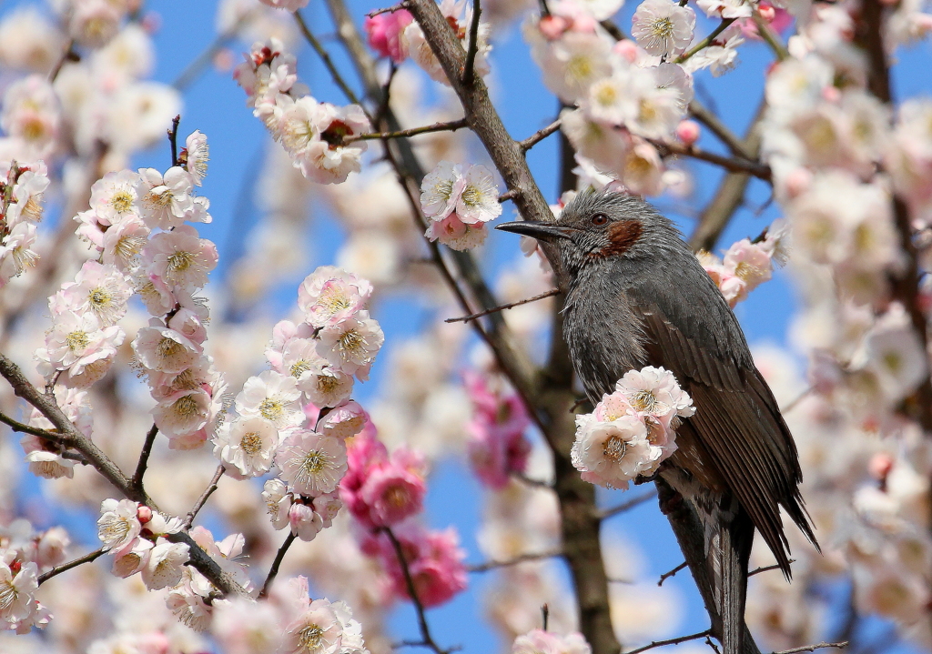 春よ～♪　遠き春よ～♪