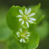 白い小さな花