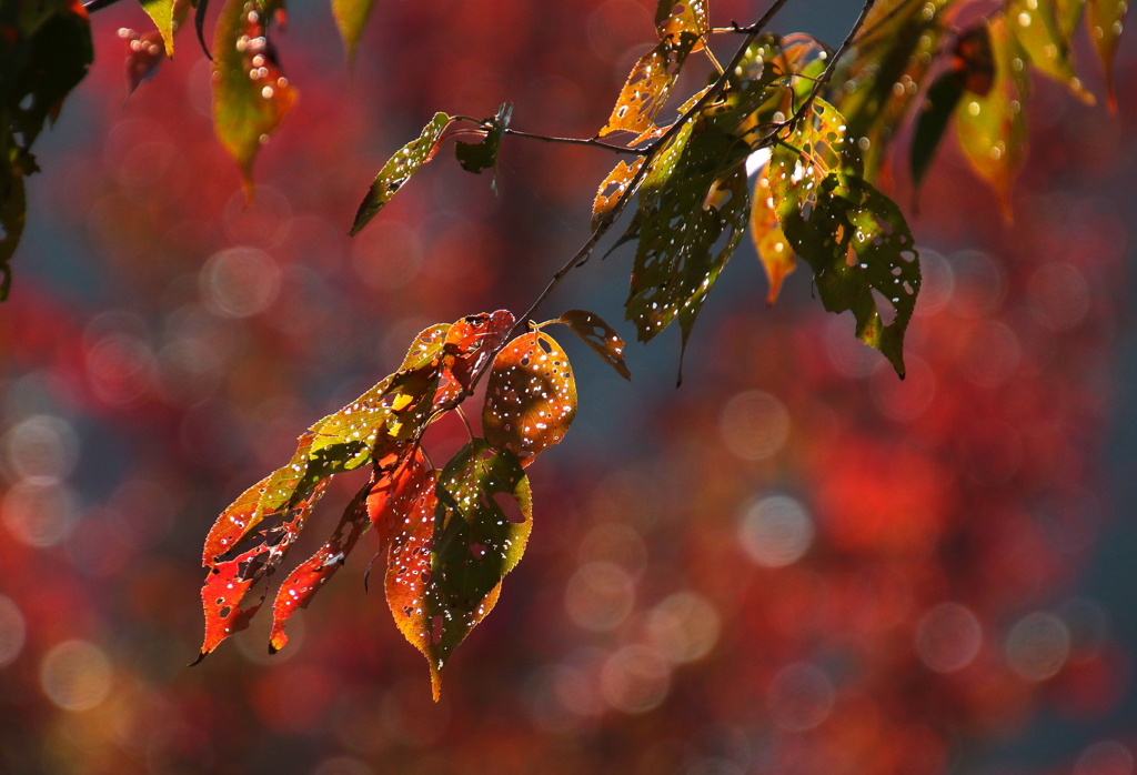 紅葉