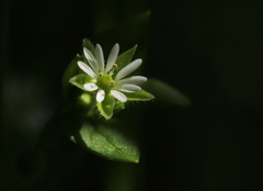 白い小さな花