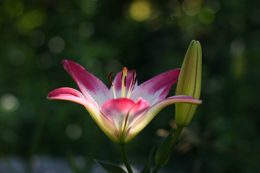 マインドフルネス