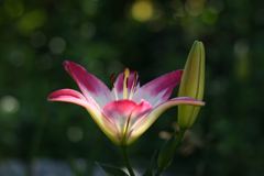 マインドフルネス