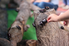 カブトムシがいっぱい