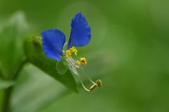 つゆ草、アワ踊り♪
