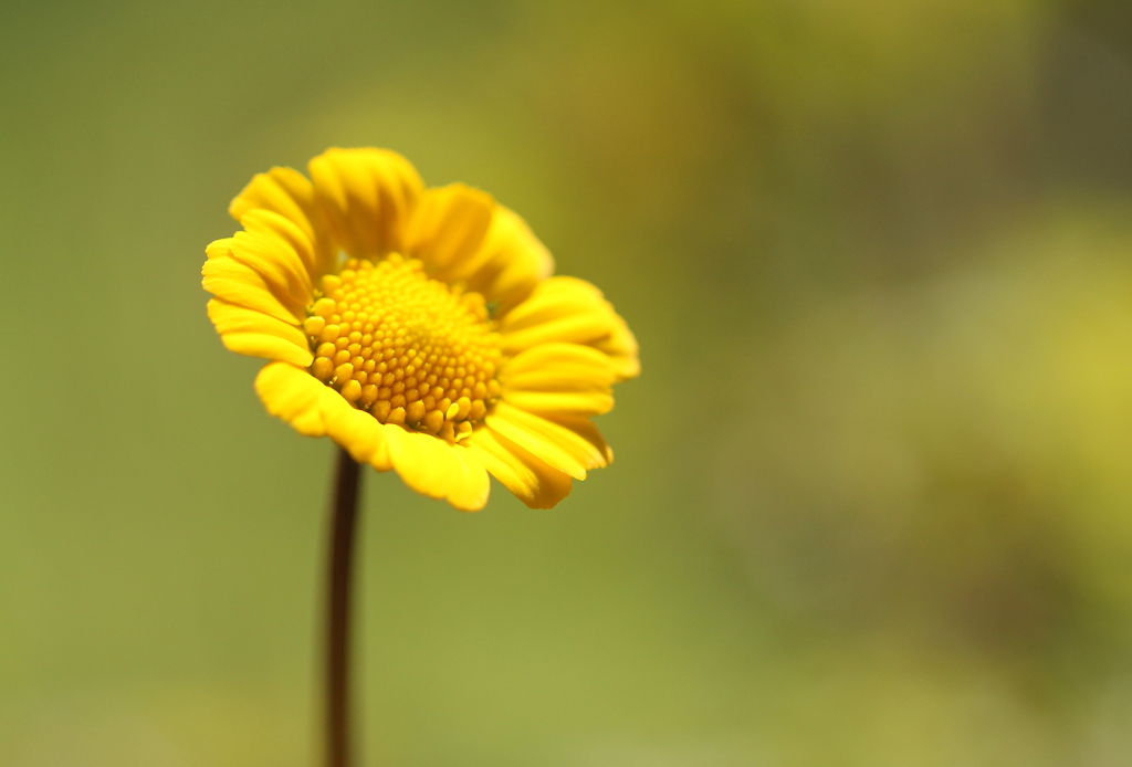黄色の花