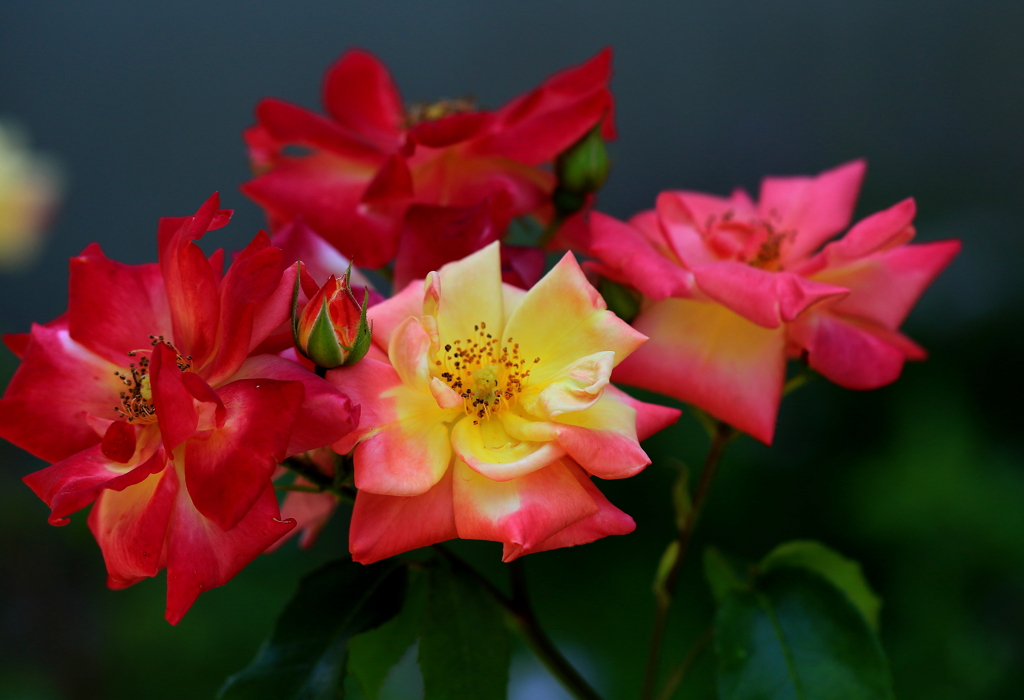 薔薇