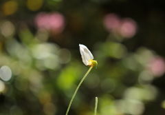 花も風もみんな同じ～♪生きている喜び