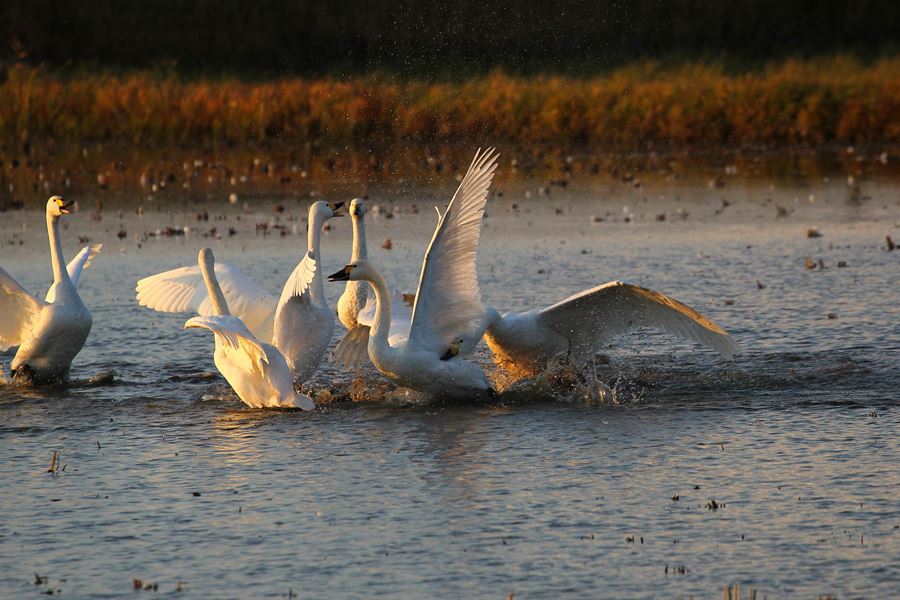 ねえ、遊ぼうよ♪