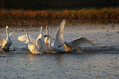 ねえ、遊ぼうよ♪