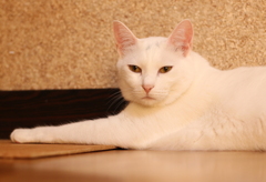 2歳になりました。（ペロ）
