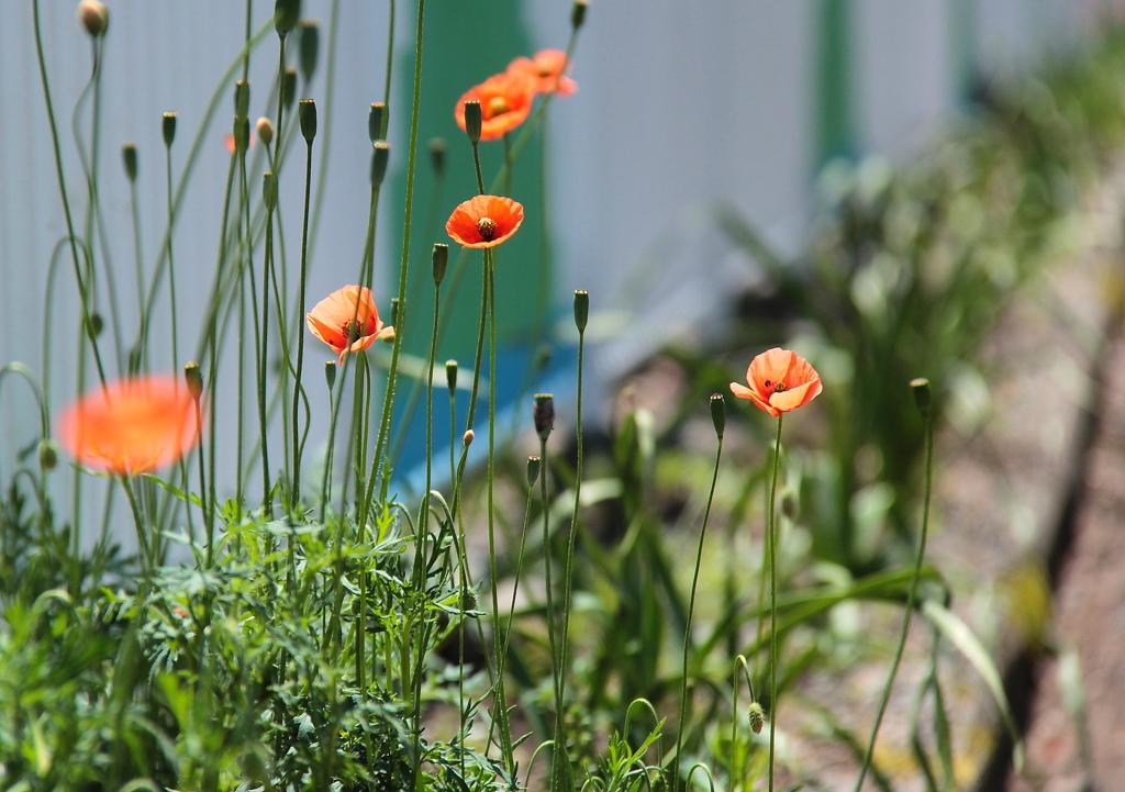 花咲く場所を選ばない