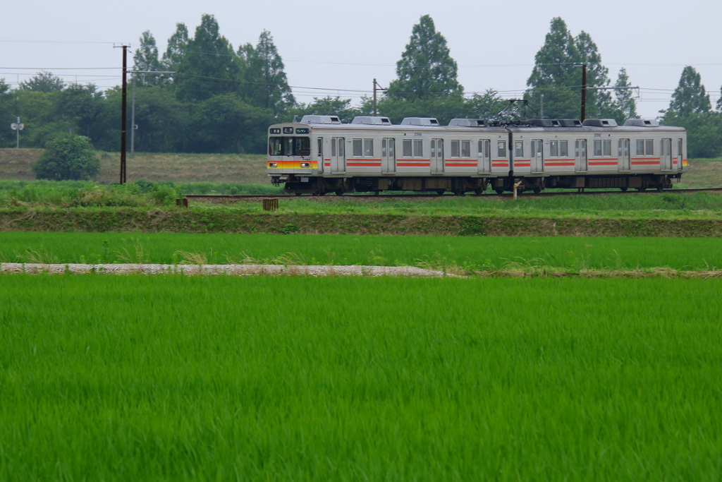 緑の田園を走る