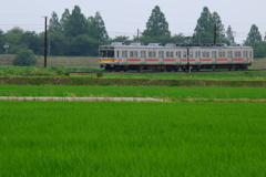 緑の田園を走る