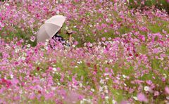 コスモス（満開）