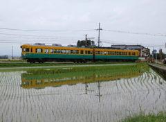 カボチャ君