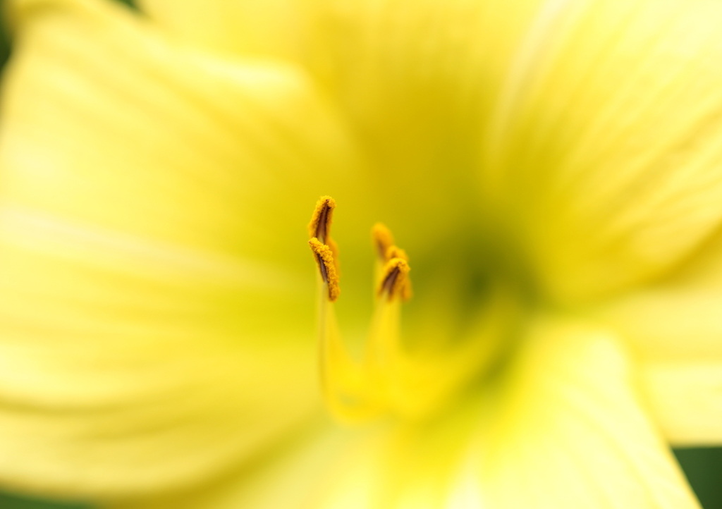 微睡（まどろみ）