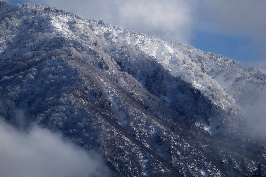 雪山　（スノーツリー）