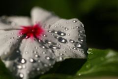 玉遊びしましょ～♪