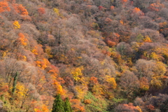 紅葉と裸木1