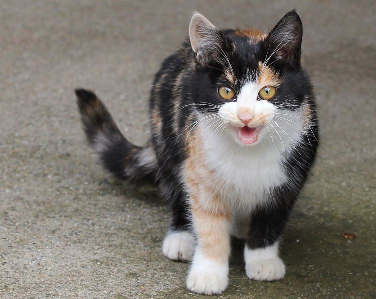 小さなハンター