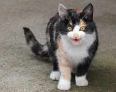 小さなハンター