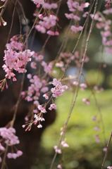 枝垂桜