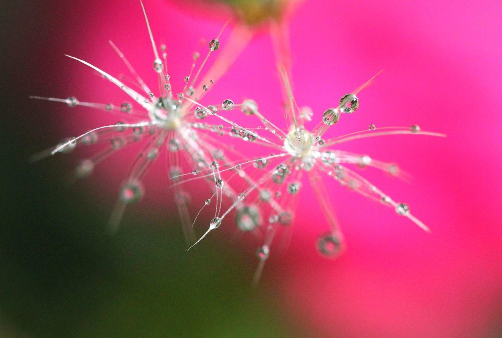 薔薇の花びら色