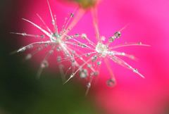 薔薇の花びら色