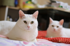 猫の目　（名前はサム　2歳）