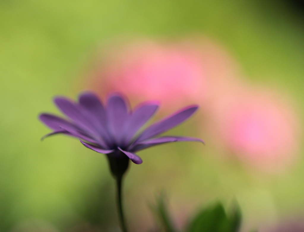 花びら揺れて・・・