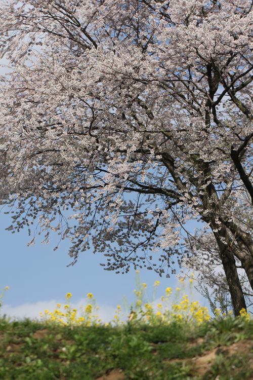 菜の花と桜