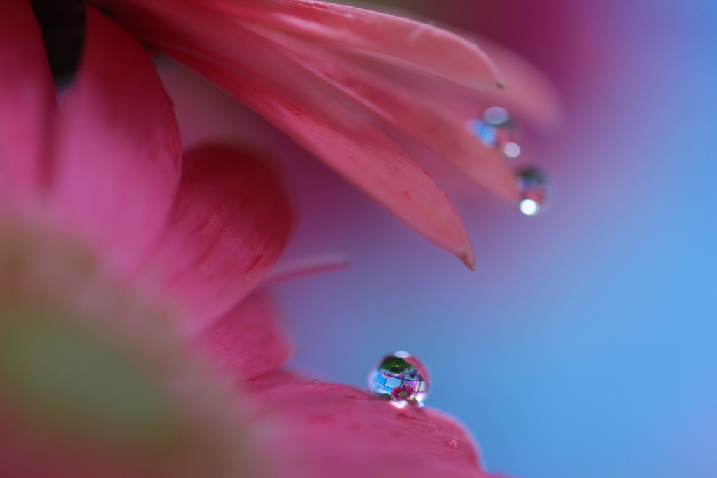 窓辺に咲く花