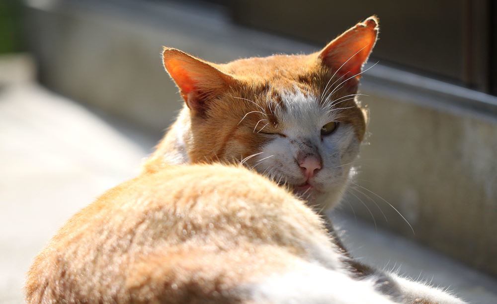 君に恋してる！