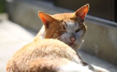 君に恋してる！