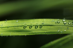 雨上がりの朝