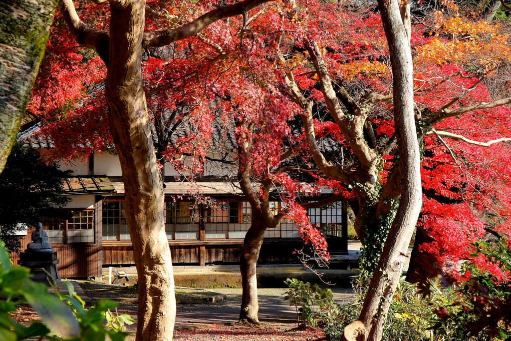 紅葉