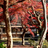 紅葉
