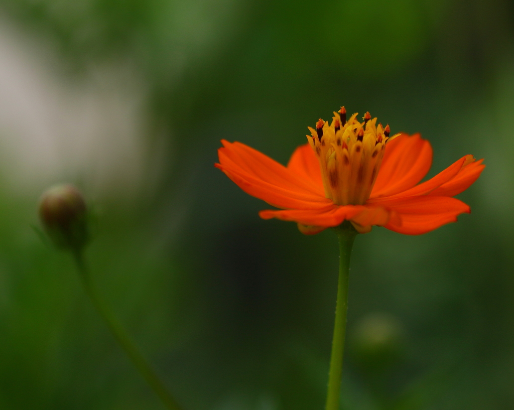 太陽が好きと上を向く