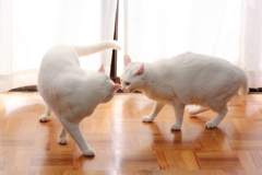 今度は負けないぞ！