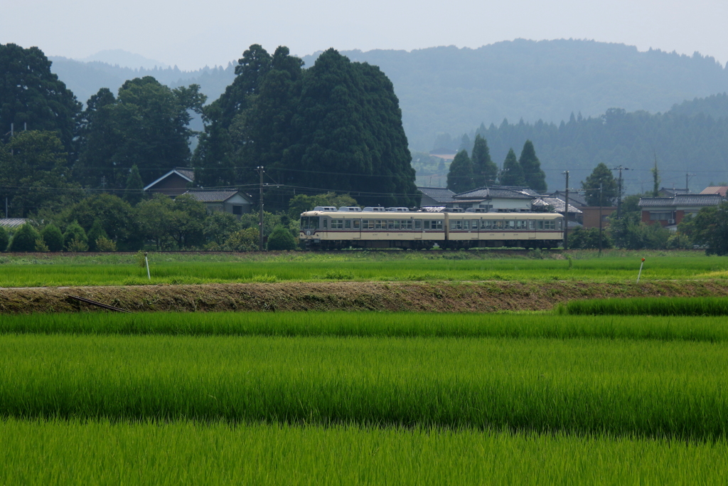 ダイコン君～♪