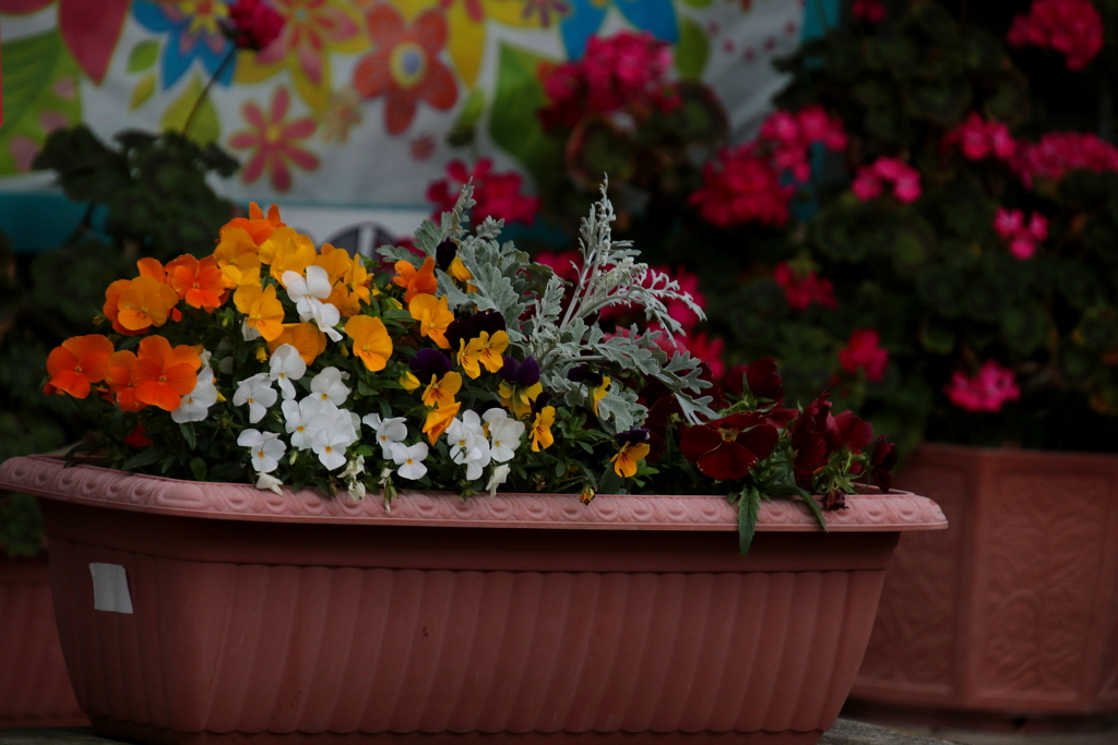 プランターの花