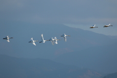 白鳥たちの飛翔