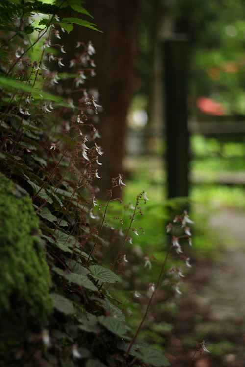 ユキノシタの咲く