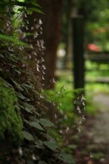 ユキノシタの咲く